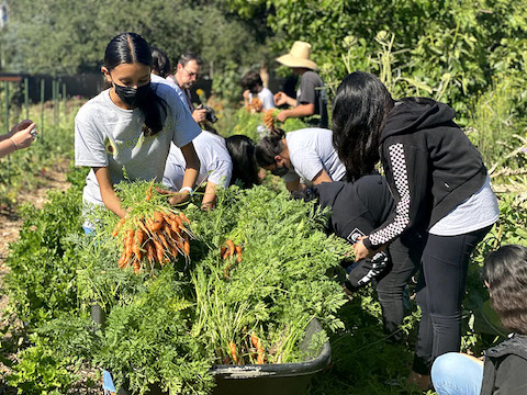 Veggie IQ students learn how to harvest carrots